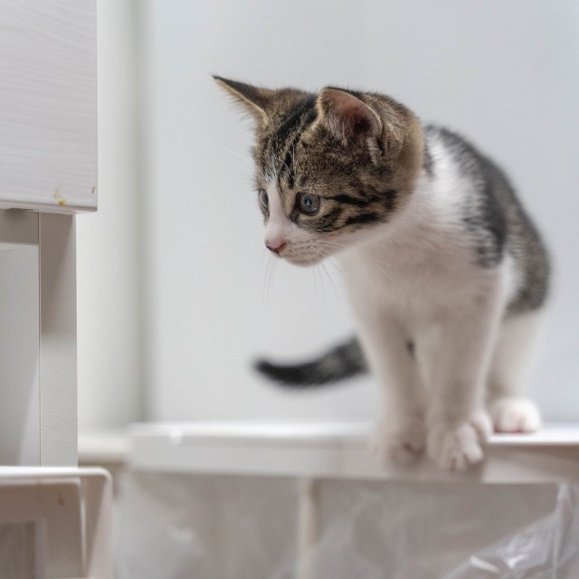 ペットと一緒に楽しむひな祭り|飾り方・注意点・撮影アイデア集